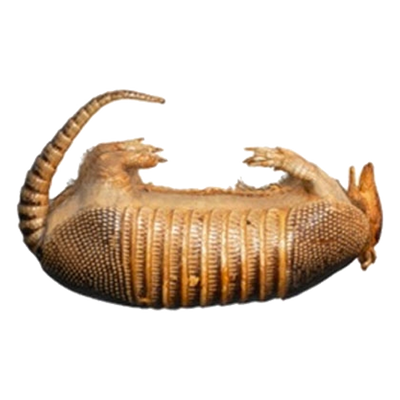 Taxidermy Armadillo