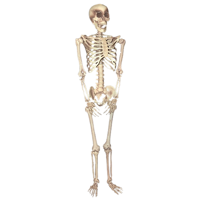 Skeleton