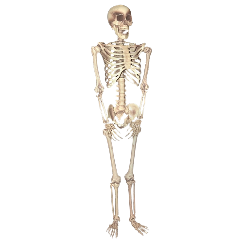 Skeleton