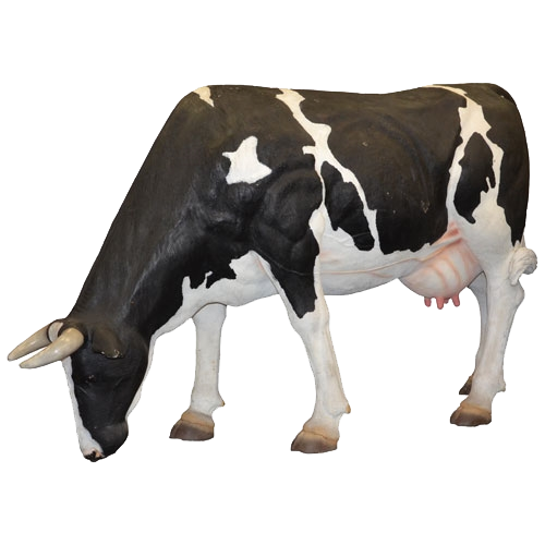 Grazing Cow