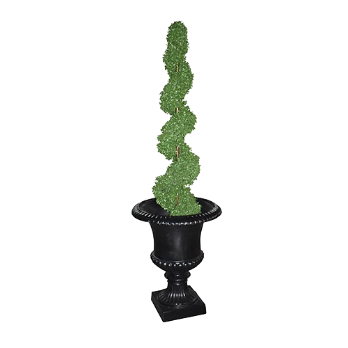 Spiral Topiary in Black Urn