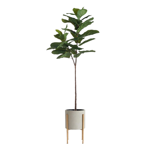 Fiddle Leaf Fig Tree