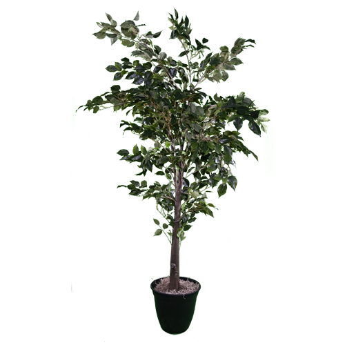 Faux Ficus Tree 6'