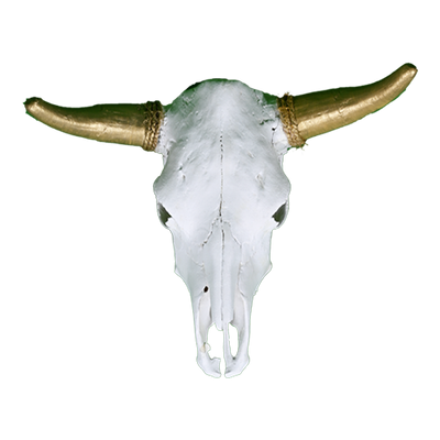 Cow Skull - Gold Horns