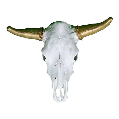 Cow Skull - Gold Horns