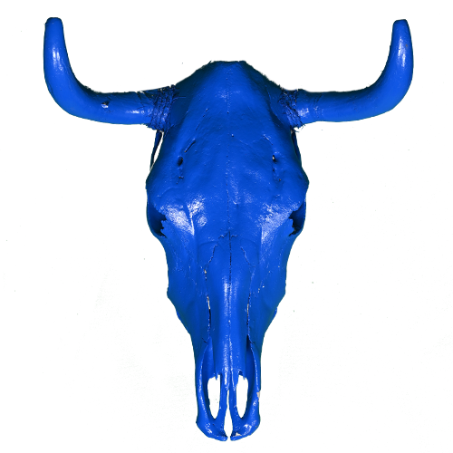 Cow Skull - Custom Paint