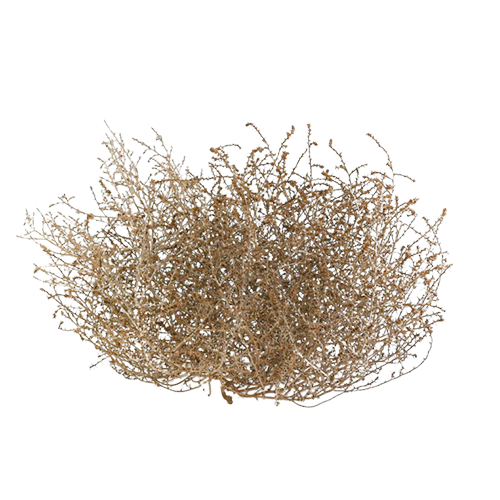 Tumbleweed