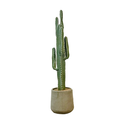 Saguaro Desert Cactus