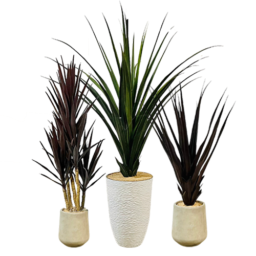 Yucca Trio