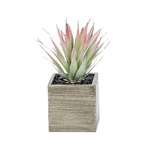 Small Succulent Potted Plant