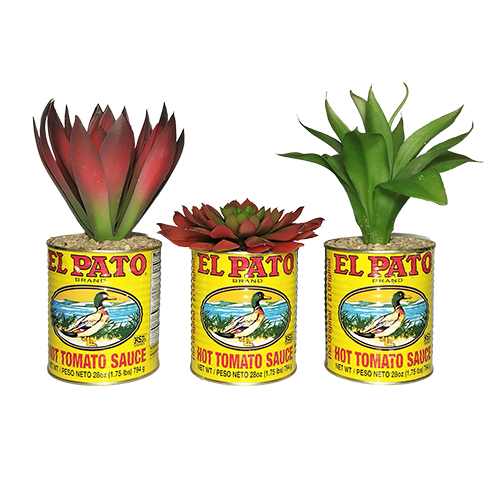 El Pato Succulent Trio - Large