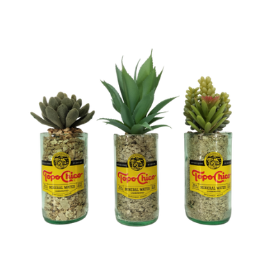 Topo Chico Succulent Trio (Set of 3)