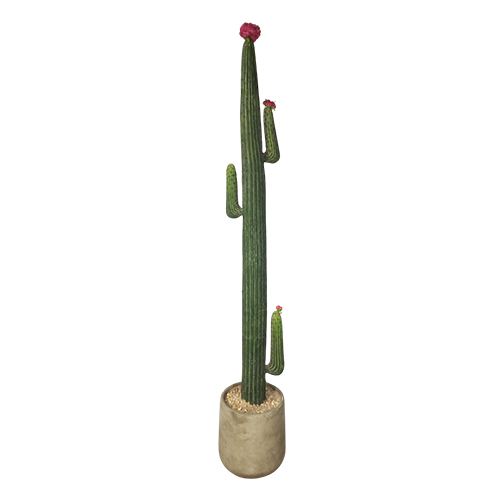Mexican Fencepost Cactus