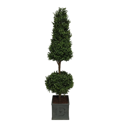 Conical and Ball Topiary Tree