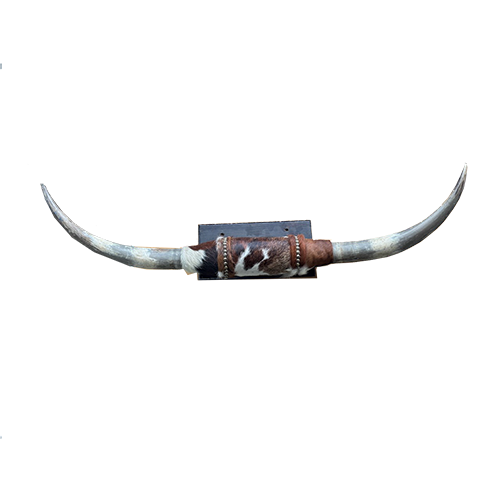 Mounted Longhorn Horns 44"