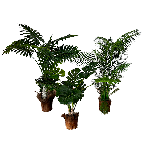 Tropical Plant Trio