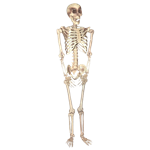 Skeleton