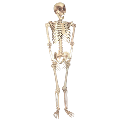 Skeleton