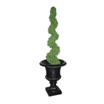 Spiral Topiary in Black Urn