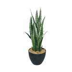 Snake Plant