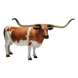 Texas Longhorn Steer