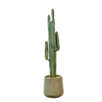 Saguaro Desert Cactus