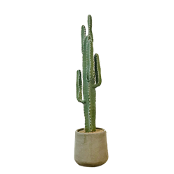 Saguaro Desert Cactus