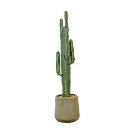 Saguaro Desert Cactus