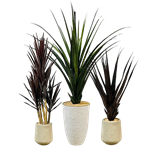 Yucca Trio