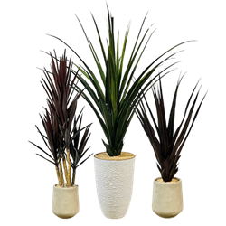 Yucca Trio