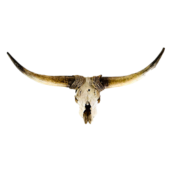 Cow Skull - Large